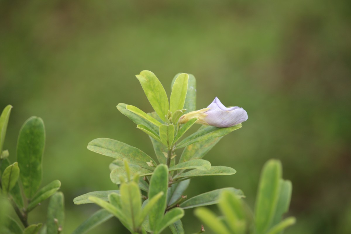 Clitoria laurifolia Poir.